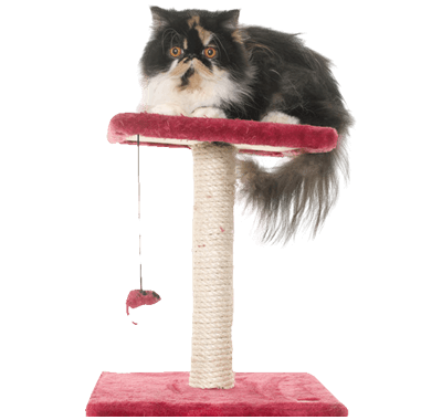 Ropa para gatos en Lima